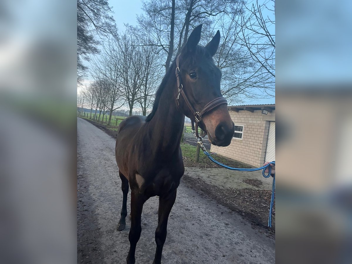 Koń hanowerski Klacz 2 lat 172 cm Gniada in Wagenfeld