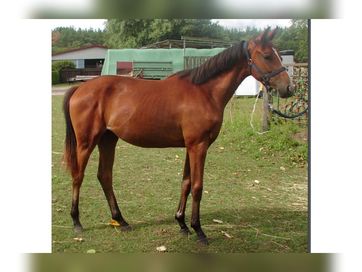 Koń hanowerski Klacz 2 lat Gniada in falkensee