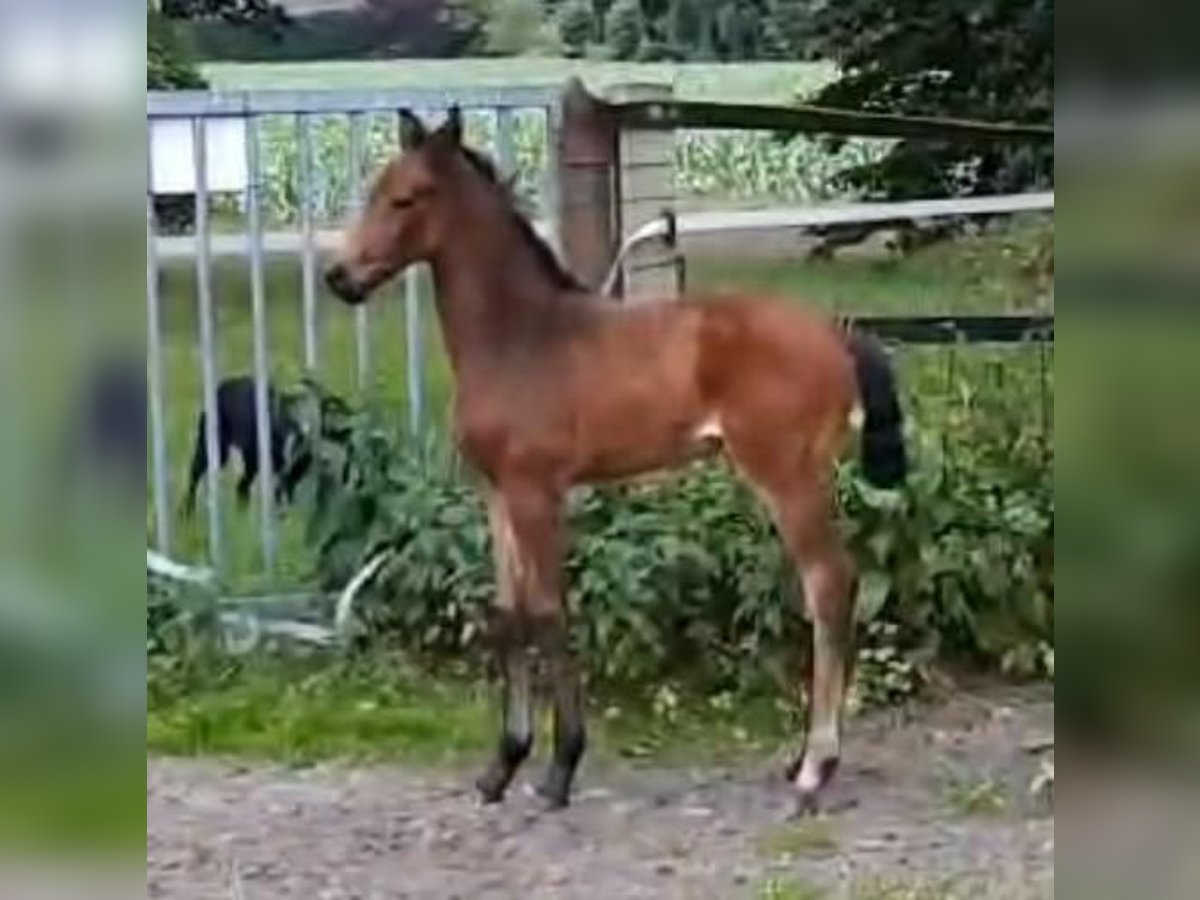 Koń hanowerski Klacz 2 lat in Wetschen