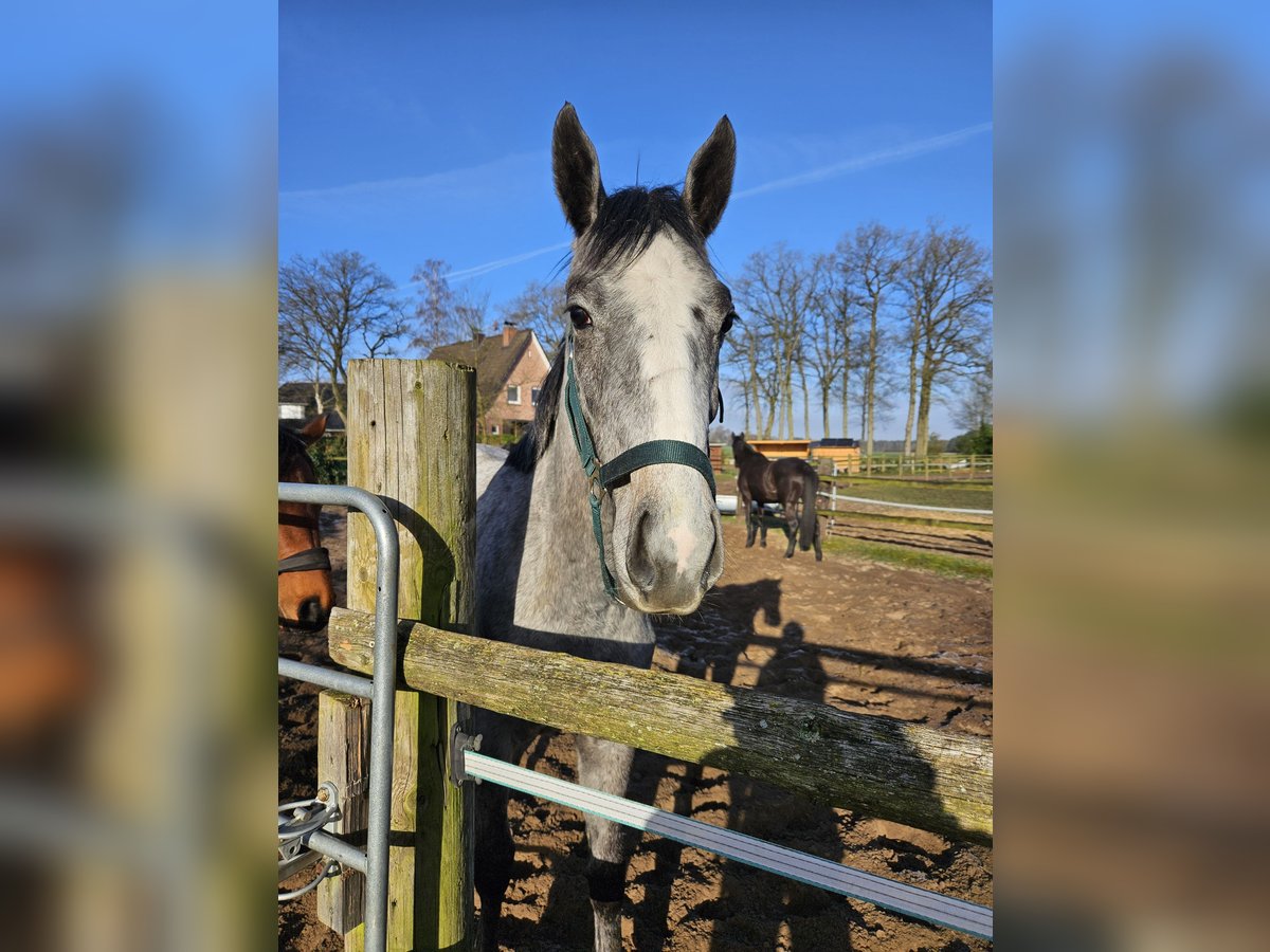 Koń hanowerski Klacz 2 lat Siwa in Bothel