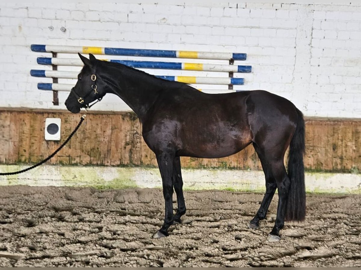 Koń hanowerski Klacz 3 lat 153 cm Kara in Raddestorf