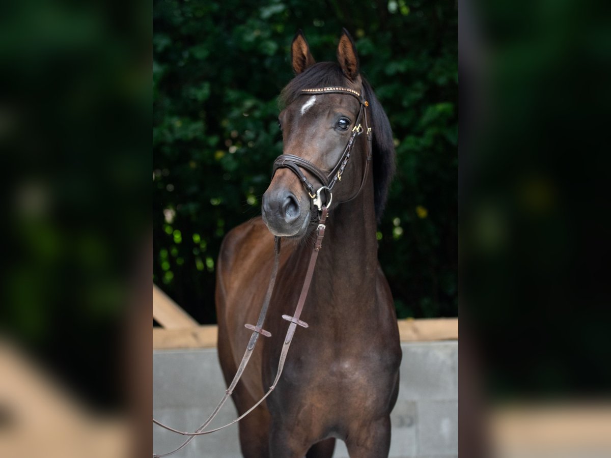 Koń hanowerski Klacz 3 lat 160 cm Ciemnogniada in Grebin