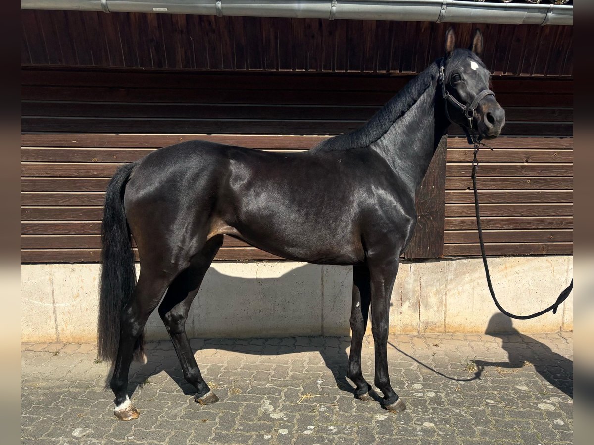 Koń hanowerski Klacz 3 lat 160 cm Ciemnogniada in Einbeck