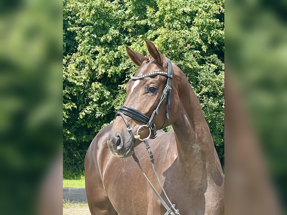 Koń hanowerski Klacz 3 lat 164 cm Ciemnokasztanowata in Rees