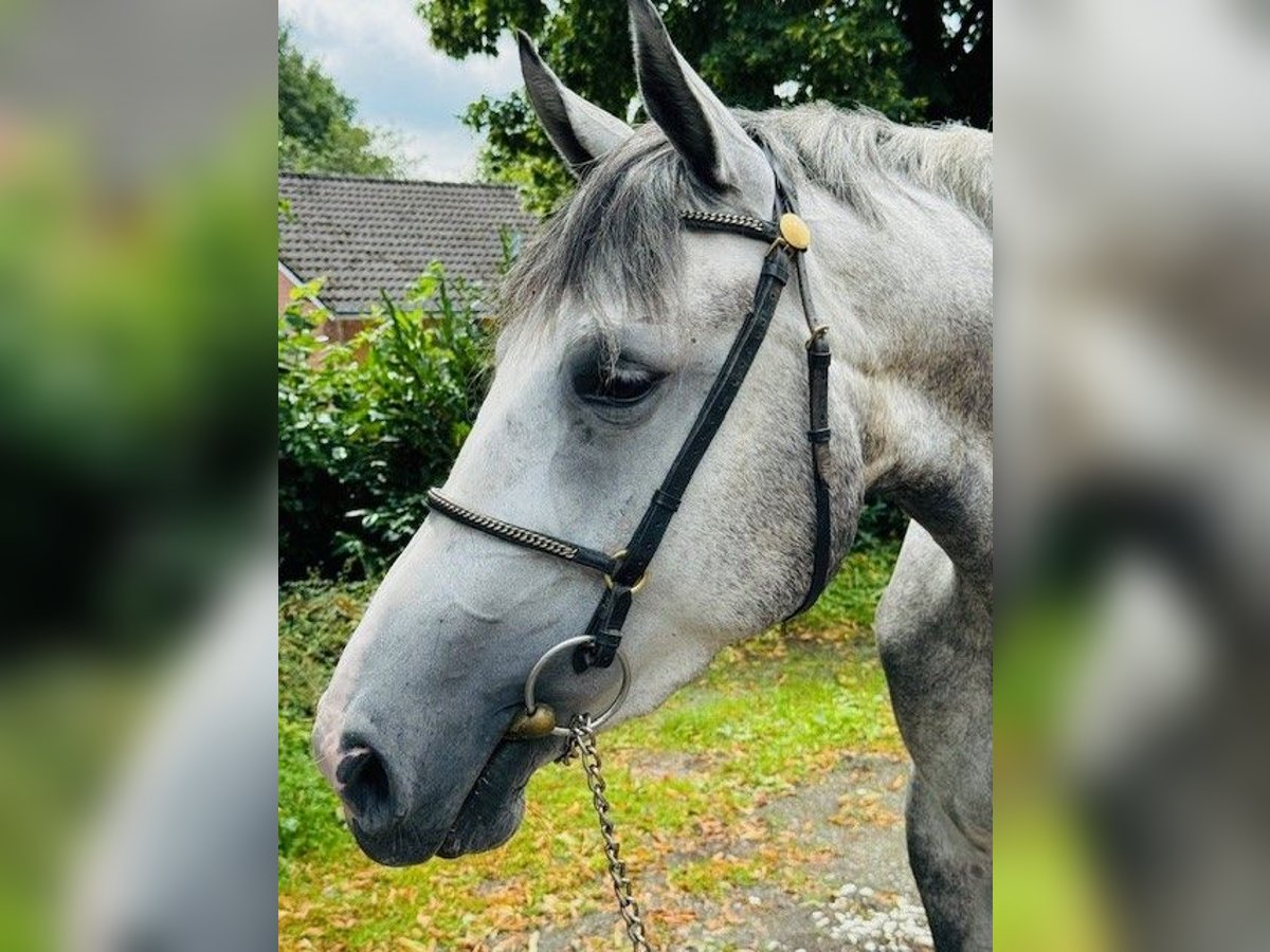 Koń hanowerski Klacz 3 lat 164 cm Stalowosiwy in Aachen