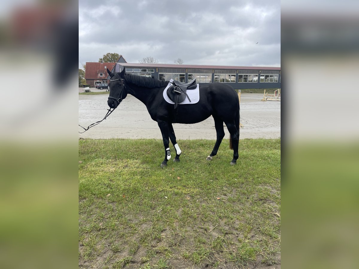 Koń hanowerski Klacz 3 lat 165 cm Kara in Heidgraben