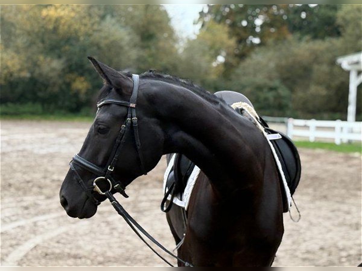 Koń hanowerski Klacz 3 lat 166 cm Kara in Verden (Aller)