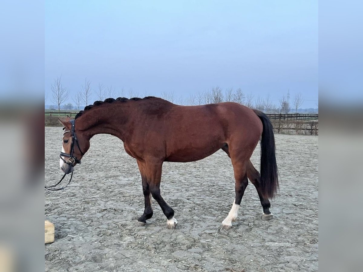 Koń hanowerski Klacz 3 lat 166 cm Skarogniada in Hetlingen