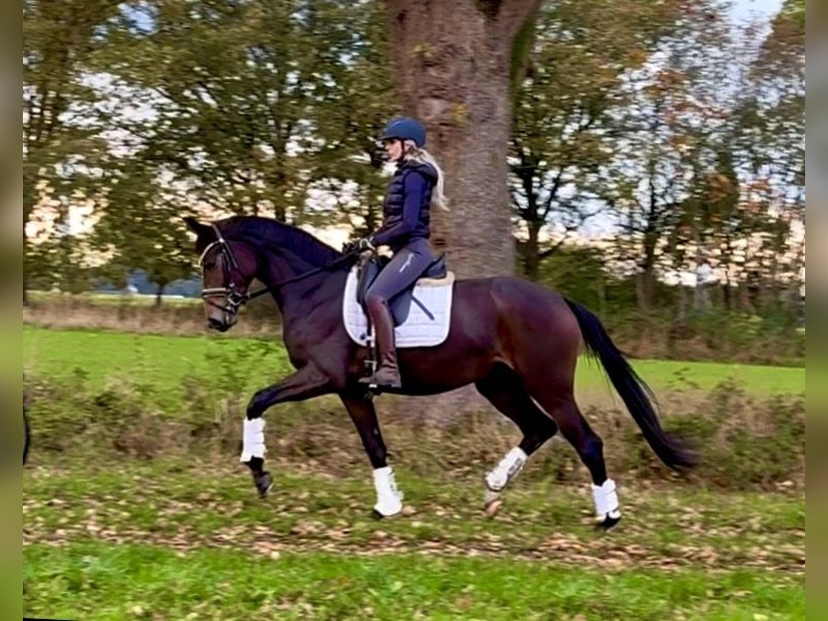 Koń hanowerski Klacz 3 lat 168 cm Ciemnogniada in Kirchlinteln