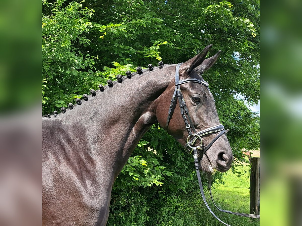 Koń hanowerski Klacz 3 lat 168 cm Kara in Loxstedt