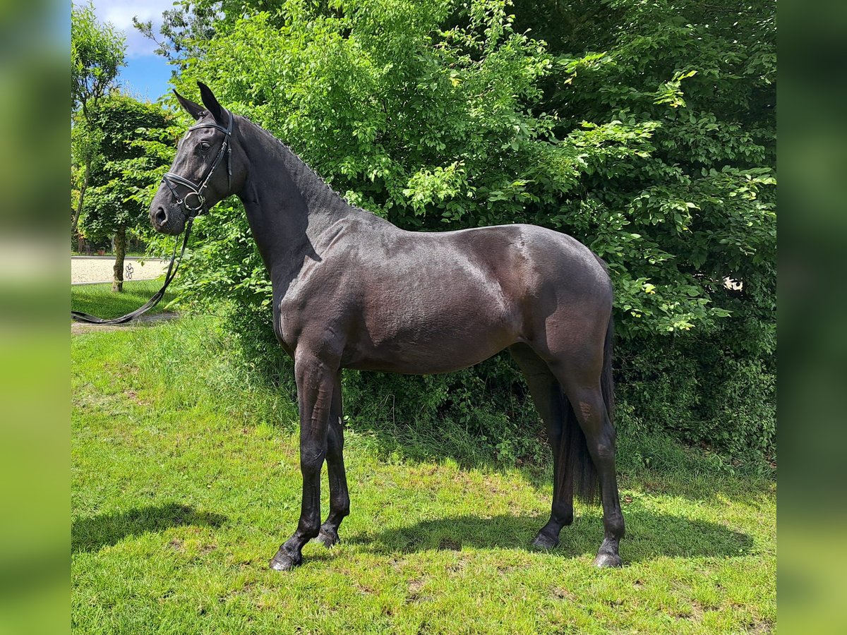 Koń hanowerski Klacz 3 lat 168 cm Kara in Loxstedt