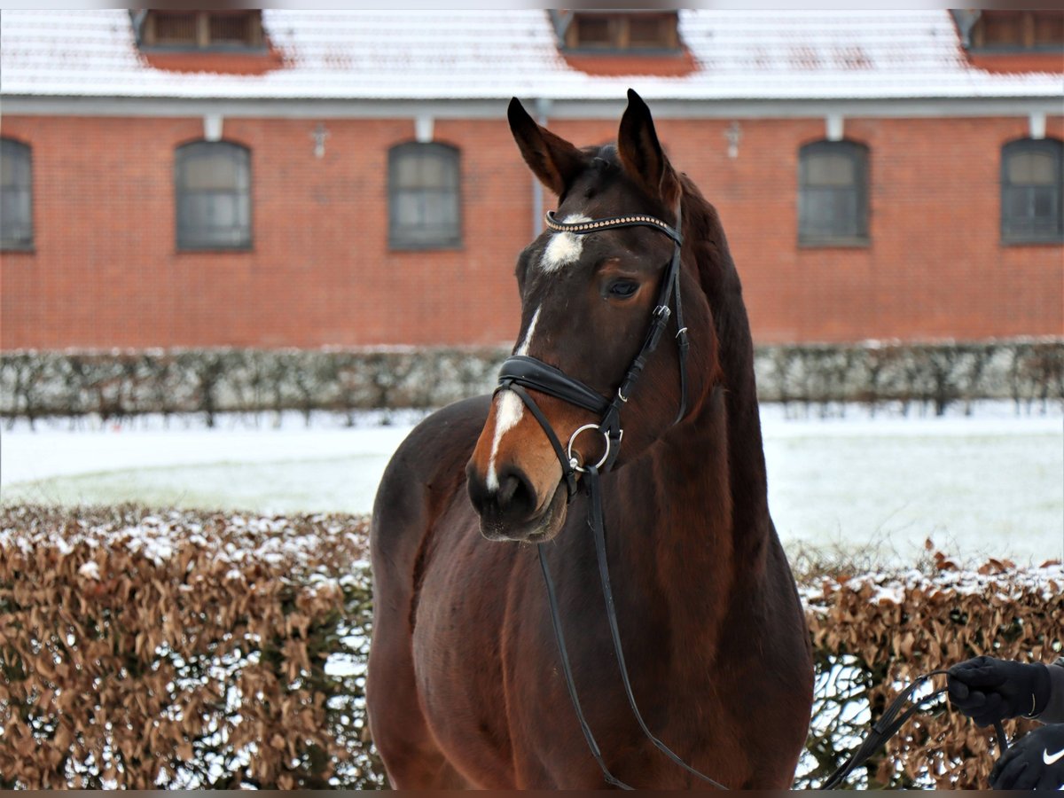 Koń hanowerski Klacz 3 lat 174 cm Ciemnogniada in Celle