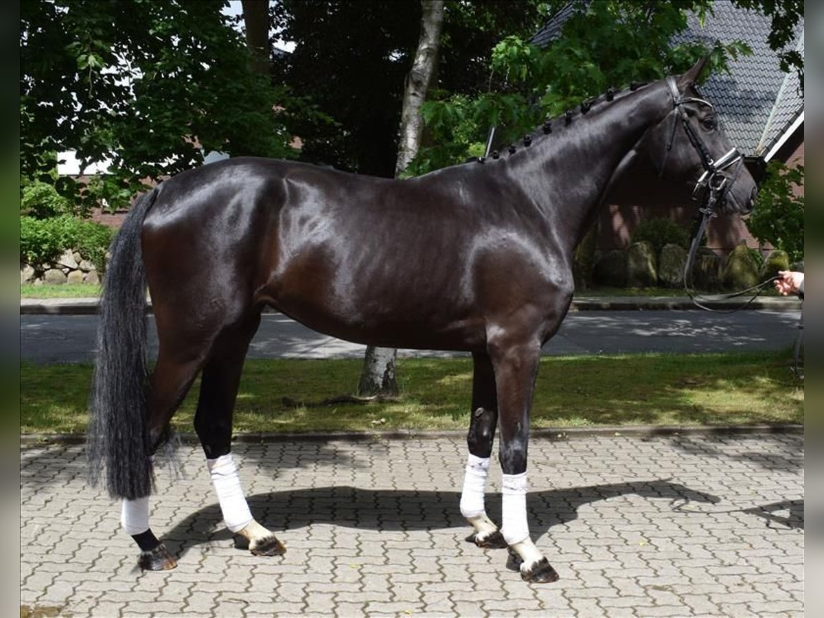 Koń hanowerski Klacz 3 lat 175 cm Kara in Fredenbeck