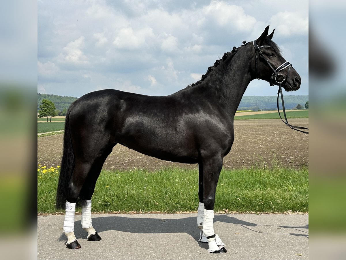Koń hanowerski Klacz 4 lat 158 cm Kara in Riedlingen