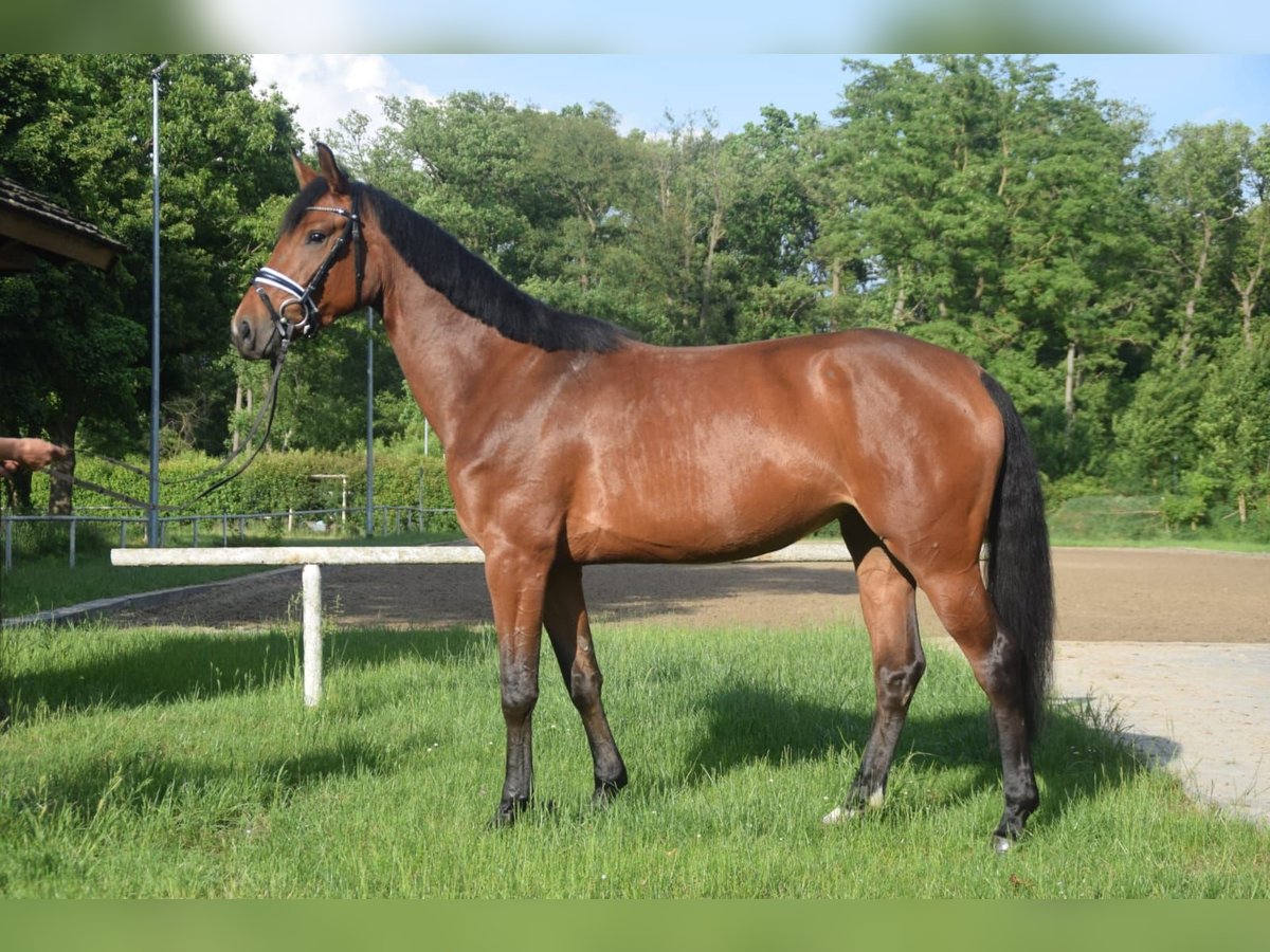 Koń hanowerski Klacz 4 lat 162 cm Gniada in Nienhagen