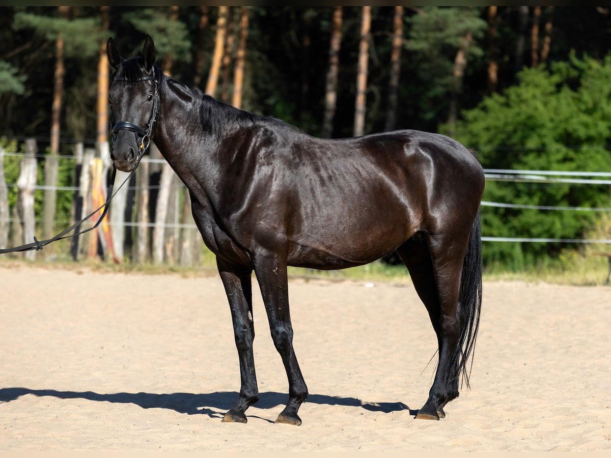 Koń hanowerski Klacz 4 lat 162 cm Kara in Krak&#xF3;w