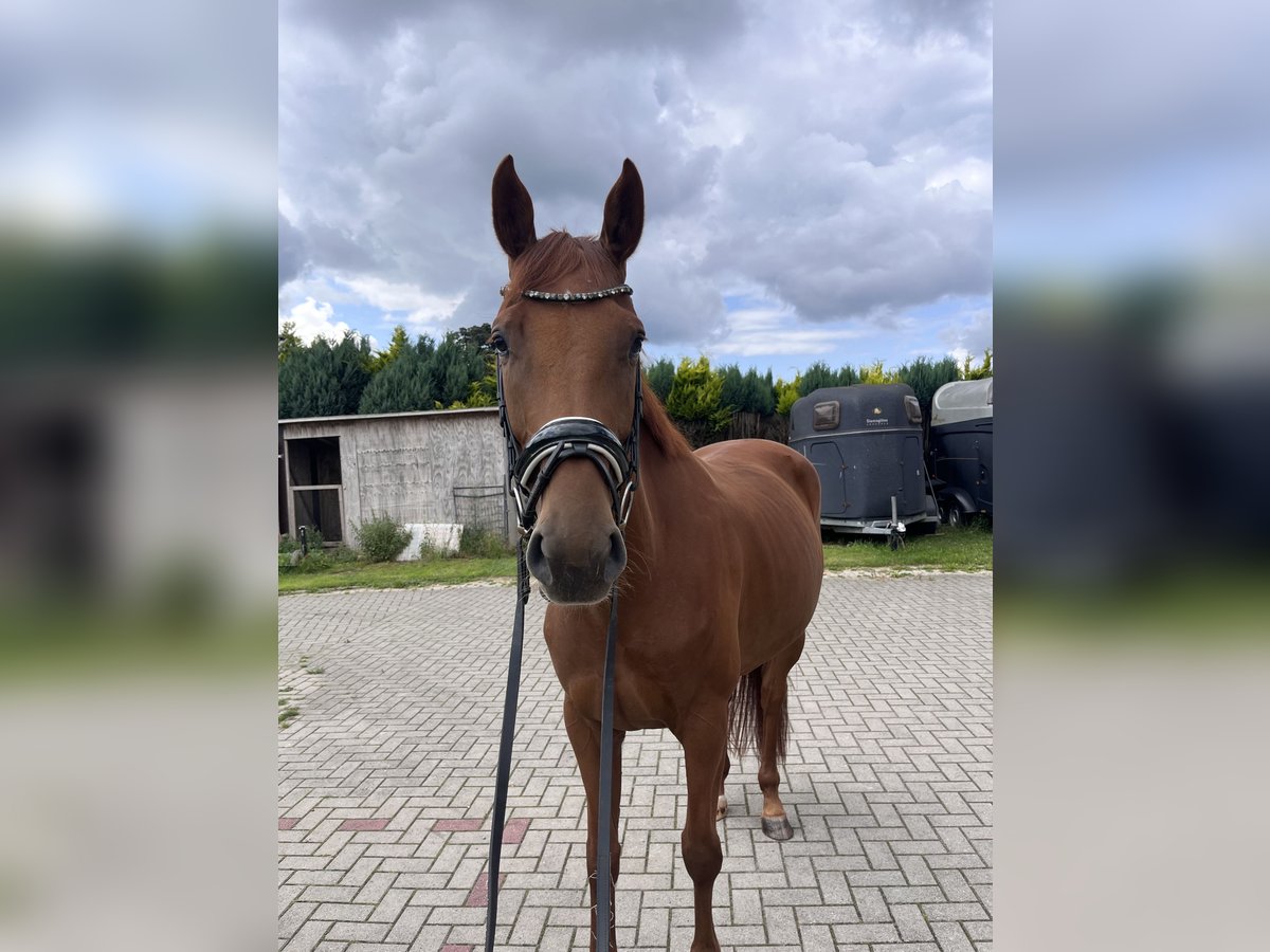 Koń hanowerski Klacz 4 lat 163 cm Ciemnokasztanowata in Bliedersdorf