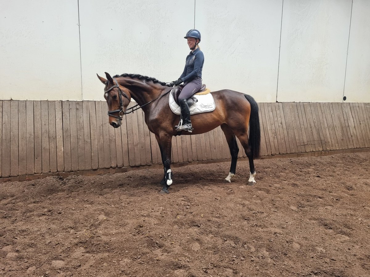 Koń hanowerski Klacz 4 lat 163 cm Gniada in Sulingen