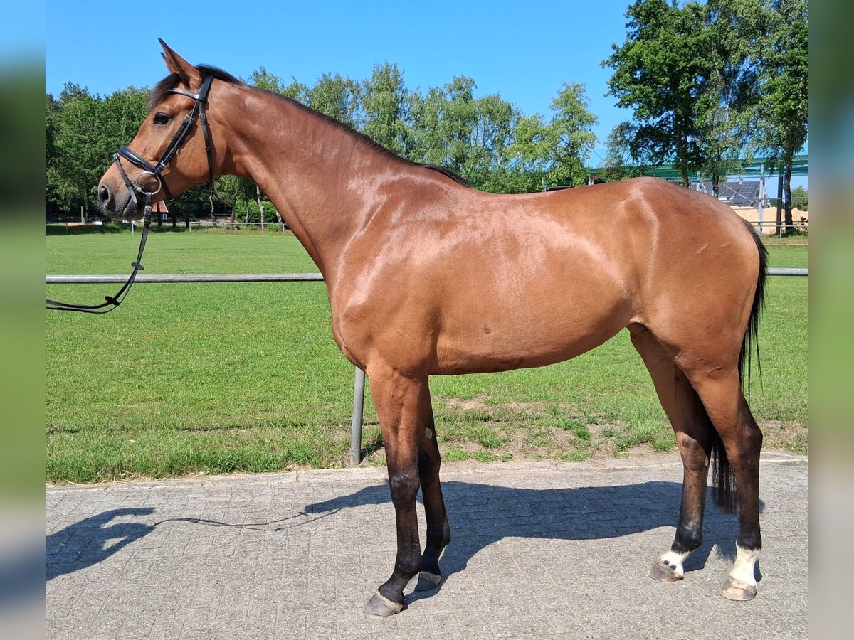 Koń hanowerski Klacz 4 lat 163 cm Gniada in Nordhorn