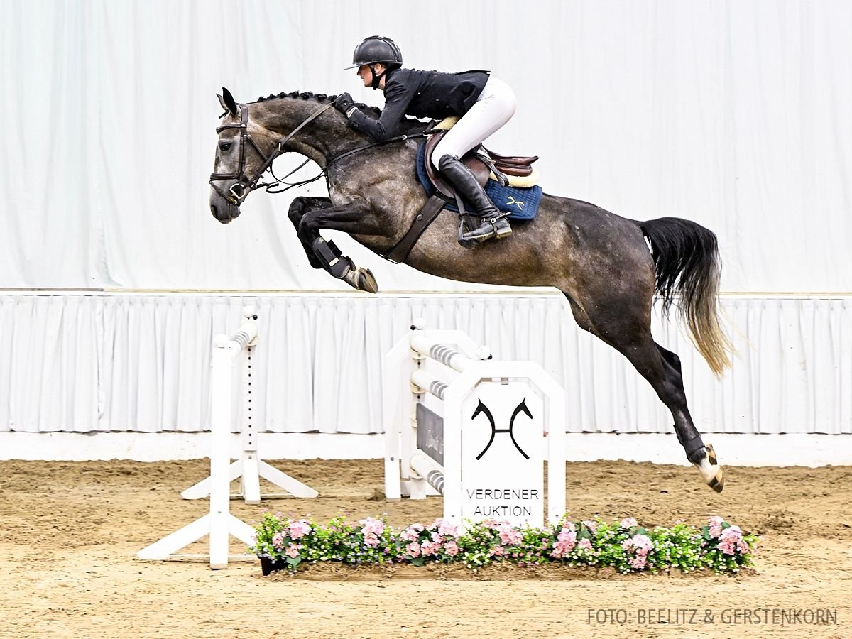 Koń hanowerski Klacz 4 lat 164 cm Ciemnogniada in Verden