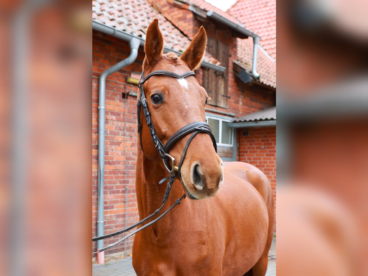 Koń hanowerski Klacz 4 lat 164 cm Kasztanowata in Dannenberg (Elbe)