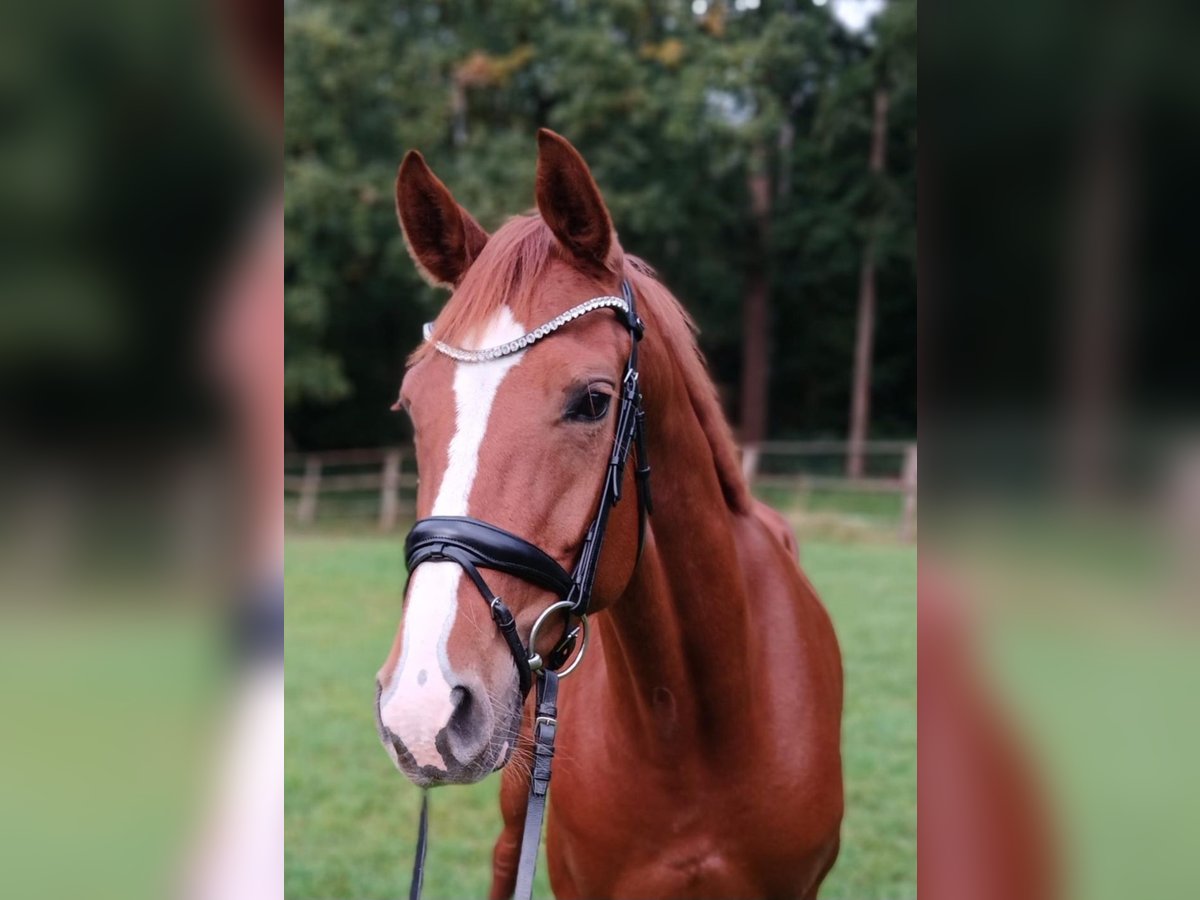 Koń hanowerski Klacz 4 lat 164 cm Kasztanowata in Hechthausen