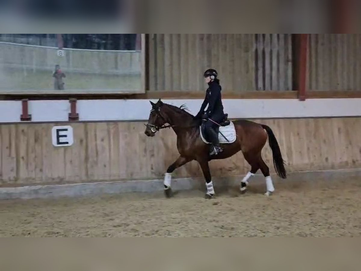 Koń hanowerski Klacz 4 lat 165 cm Gniada in B&#xF6;heimkirchen