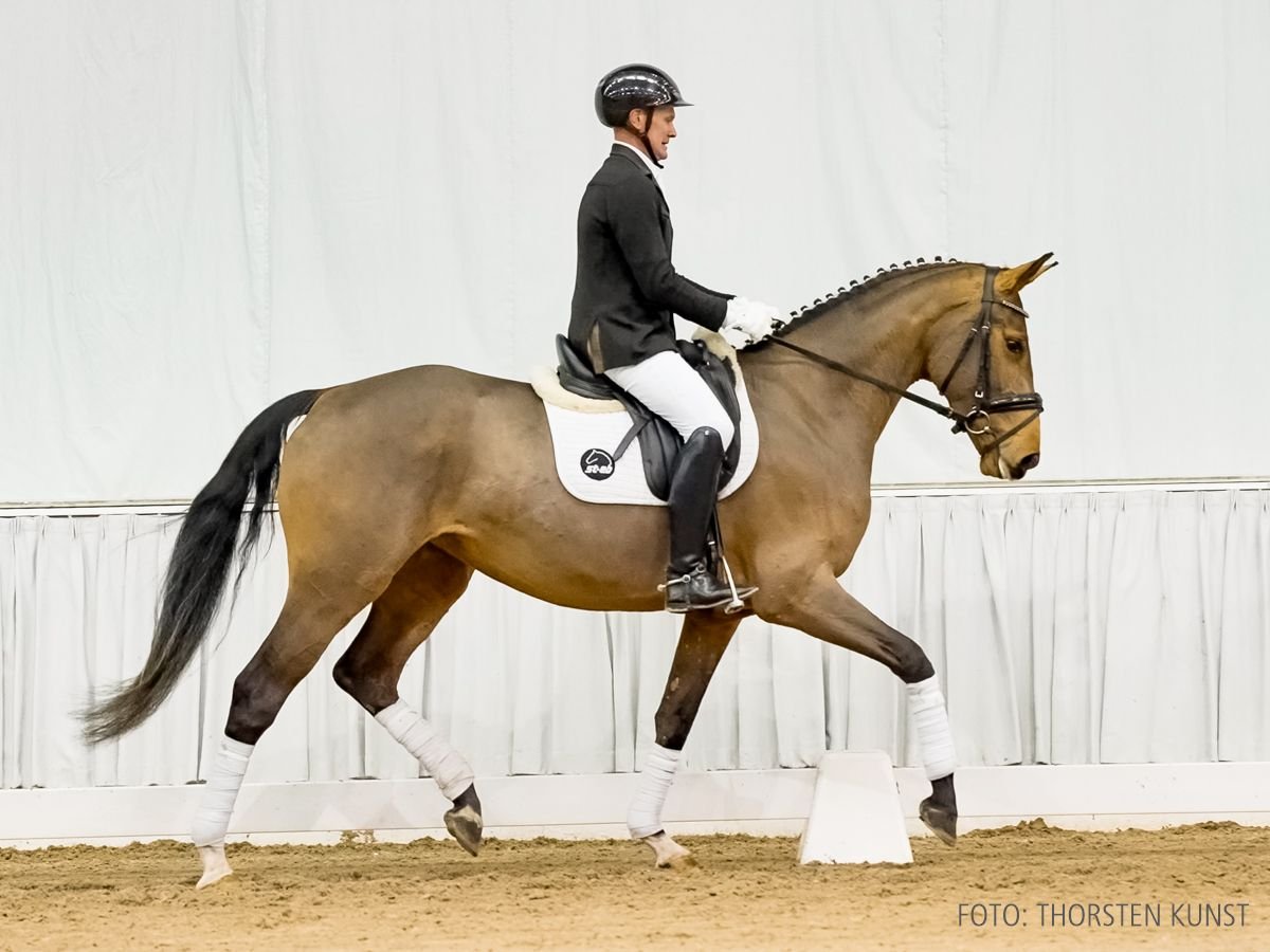 Koń hanowerski Klacz 4 lat 165 cm Gniada in Verden