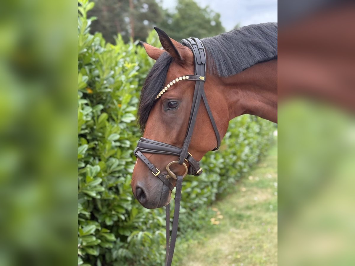 Koń hanowerski Klacz 4 lat 165 cm Gniada in Warendorf