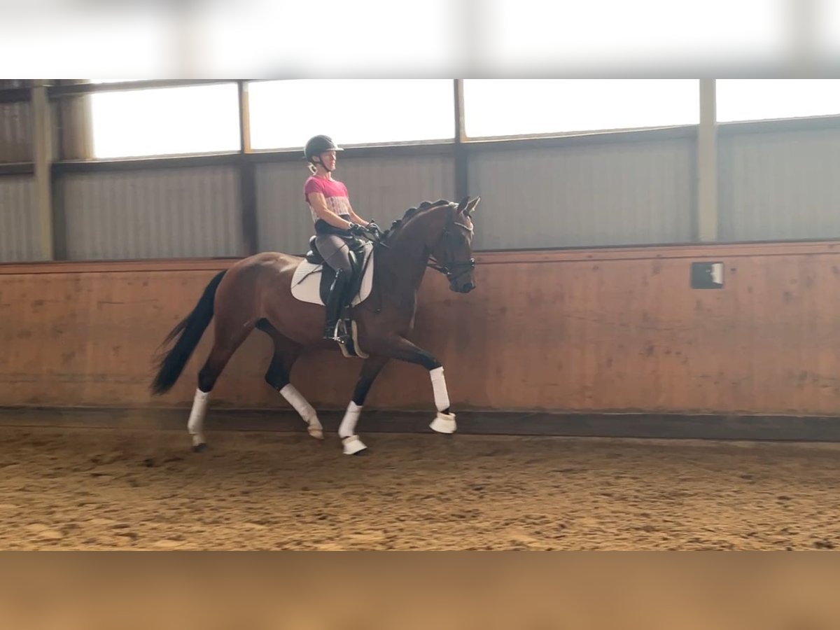 Koń hanowerski Klacz 4 lat 166 cm Gniada in Adelheidsdorf
