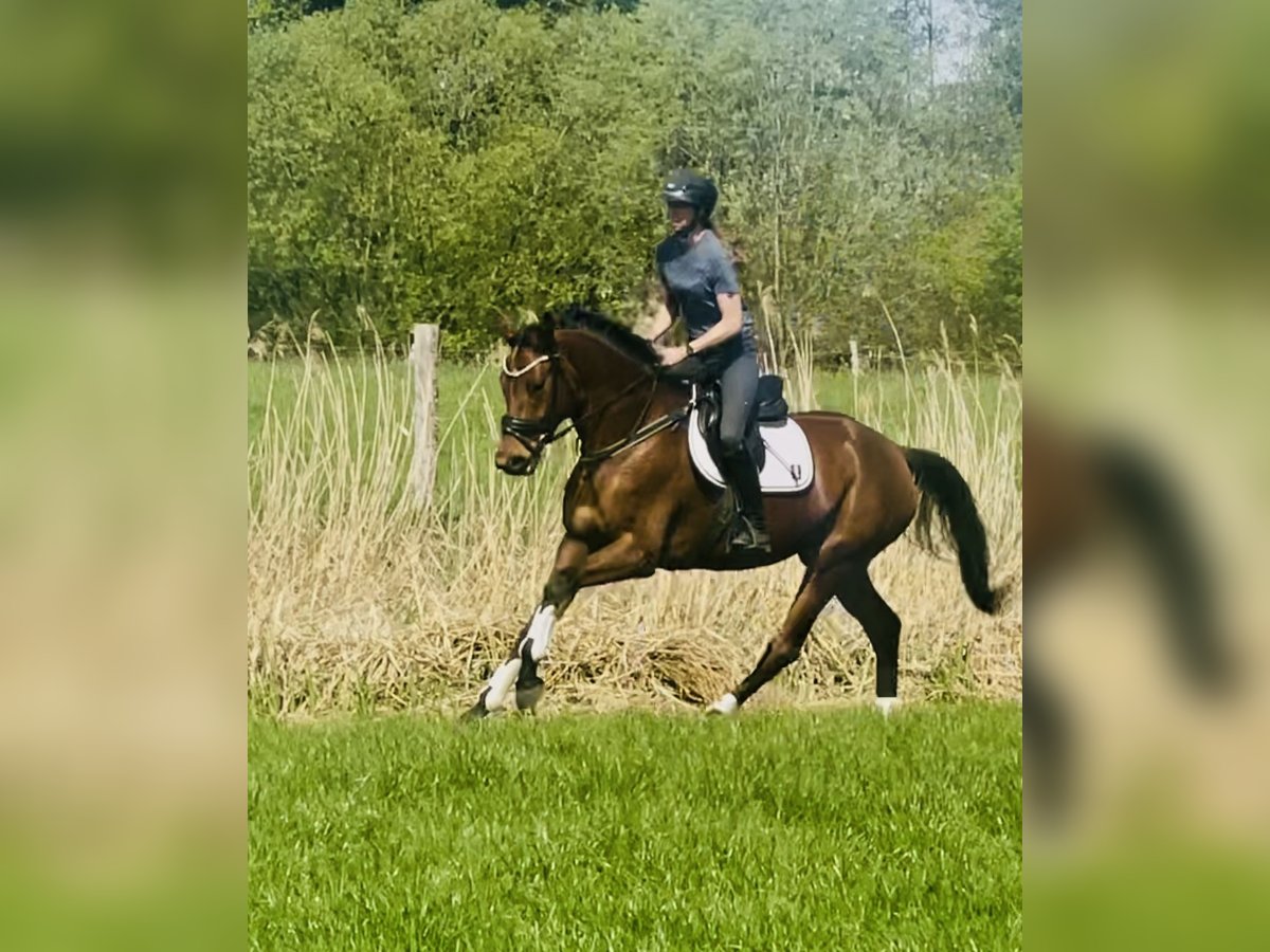 Koń hanowerski Klacz 4 lat 166 cm Gniada in Hittbergen