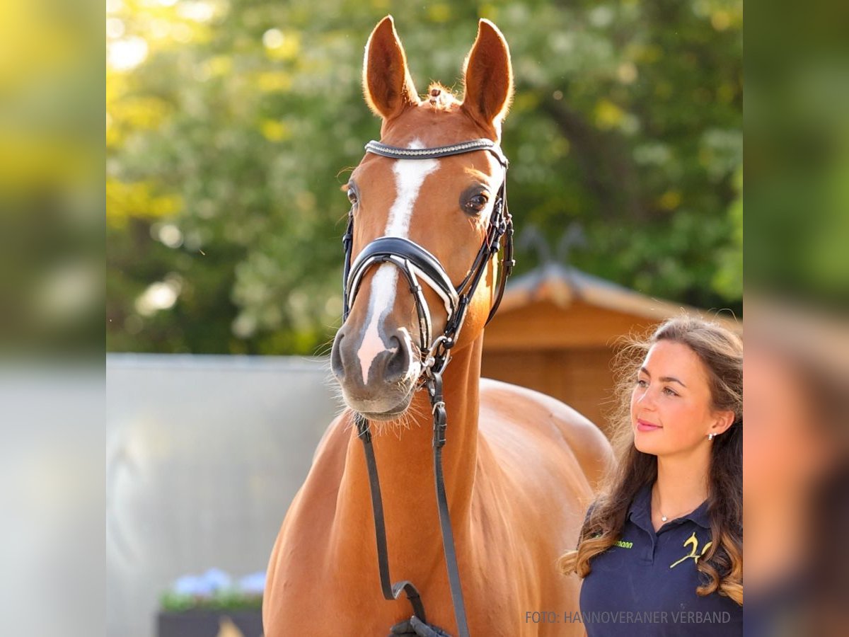 Koń hanowerski Klacz 4 lat 166 cm Gniada in Verden