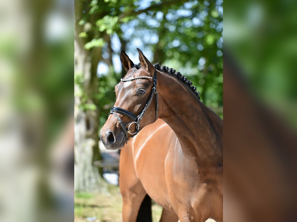 Koń hanowerski Klacz 4 lat 166 cm Gniada in Visbek