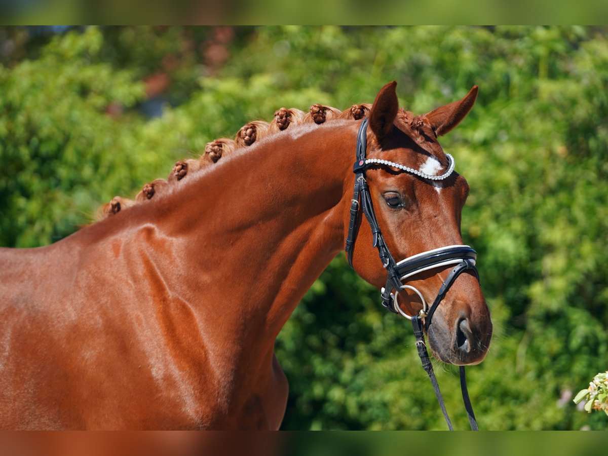 Koń hanowerski Klacz 4 lat 166 cm Kasztanowata in Hohenfelde