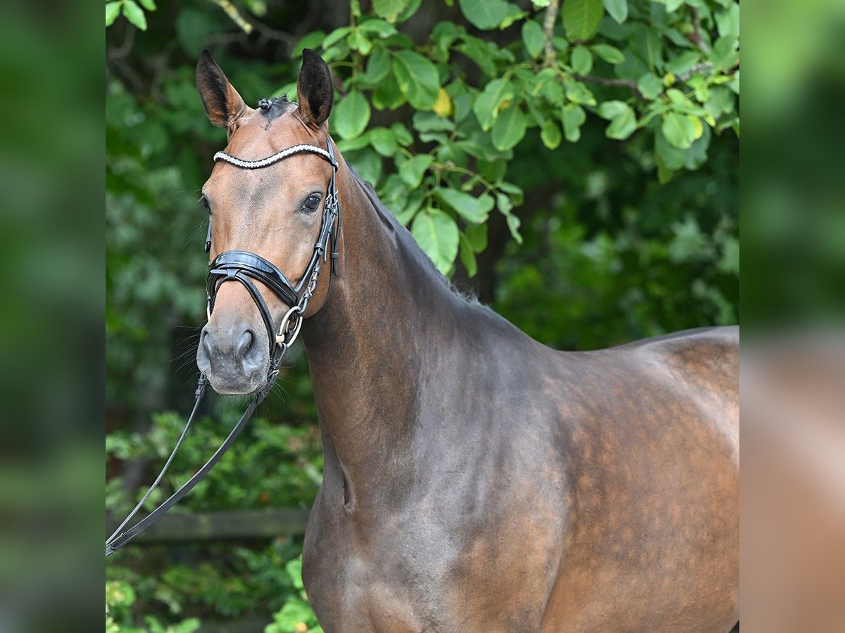 Koń hanowerski Klacz 4 lat 167 cm Ciemnogniada in Bad Bevensen