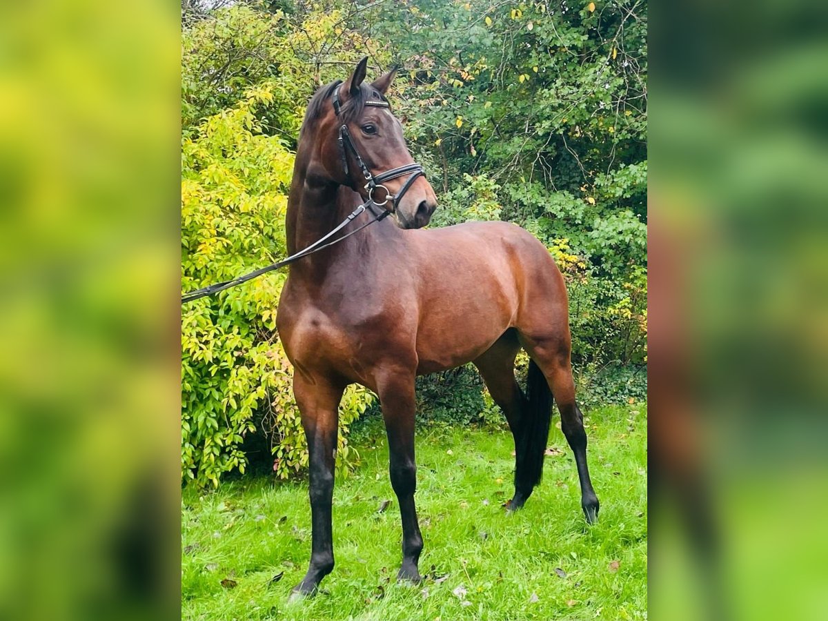 Koń hanowerski Klacz 4 lat 167 cm Gniada in Essen (Oldenburg) Koń hanowerski Klacz 4 lat 167 cm Gniada in Essen (Oldenburg)