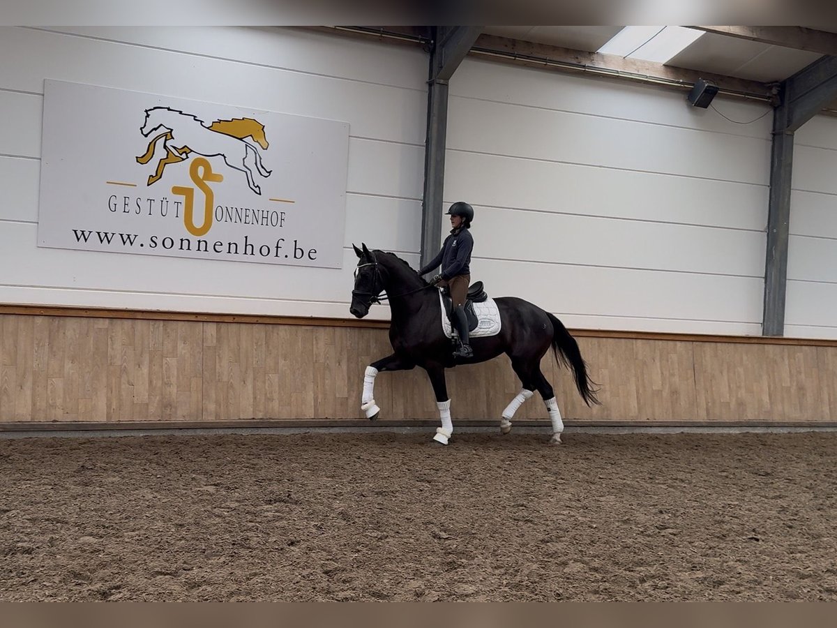Koń hanowerski Klacz 4 lat 167 cm Kara in Sankt Vith