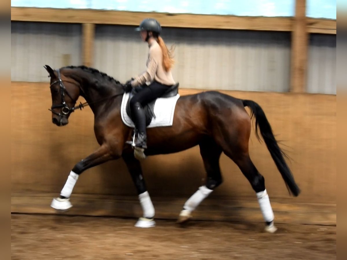 Koń hanowerski Klacz 4 lat 168 cm Ciemnogniada in Fredenbeck