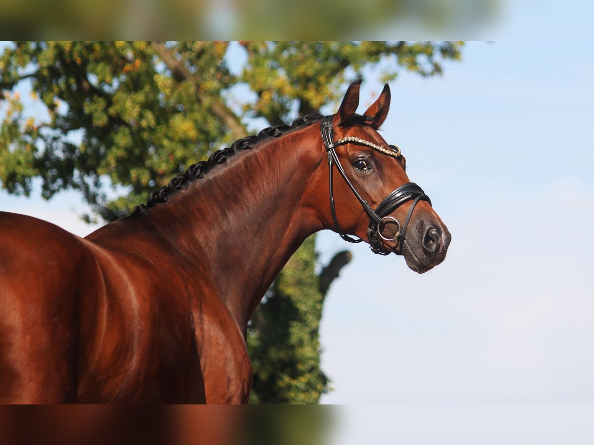 Koń hanowerski Klacz 4 lat 168 cm Gniada in Bramsche