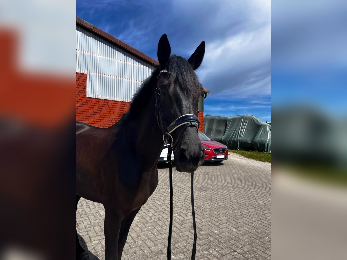 Koń hanowerski Klacz 4 lat 168 cm Kara in Bliedersdorf