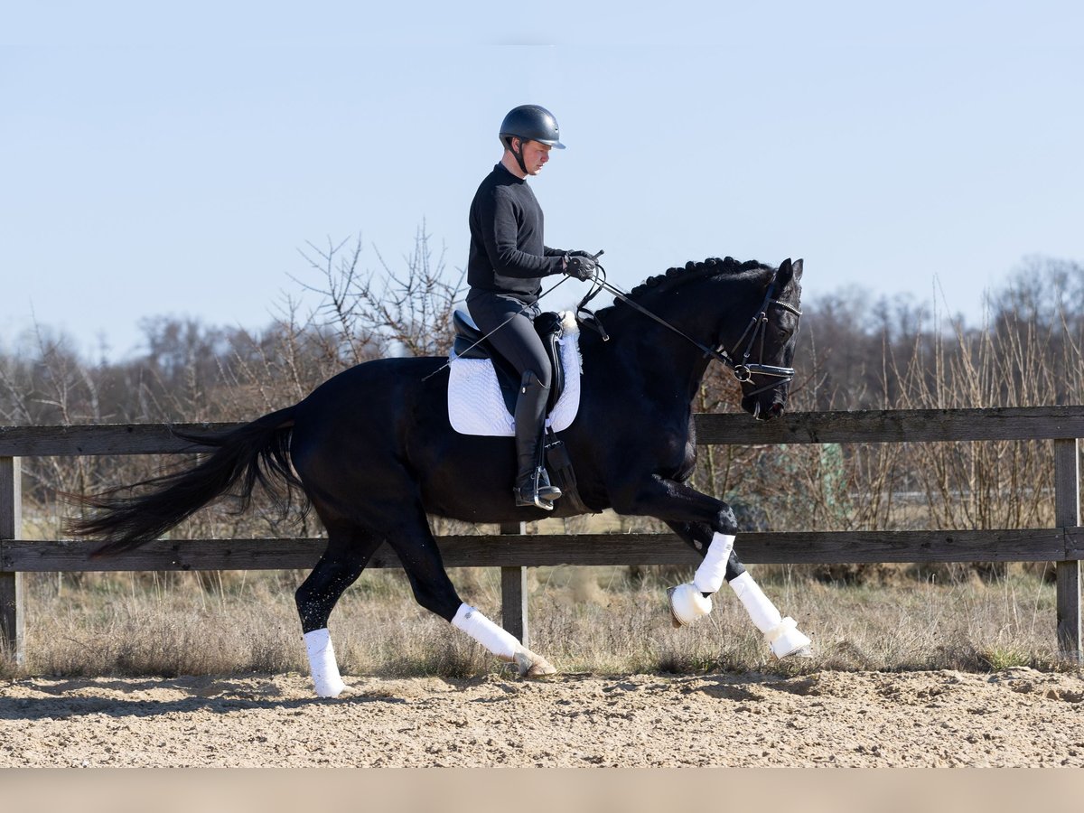 Koń hanowerski Klacz 4 lat 168 cm Kara in L&#xF6;wenberger Land