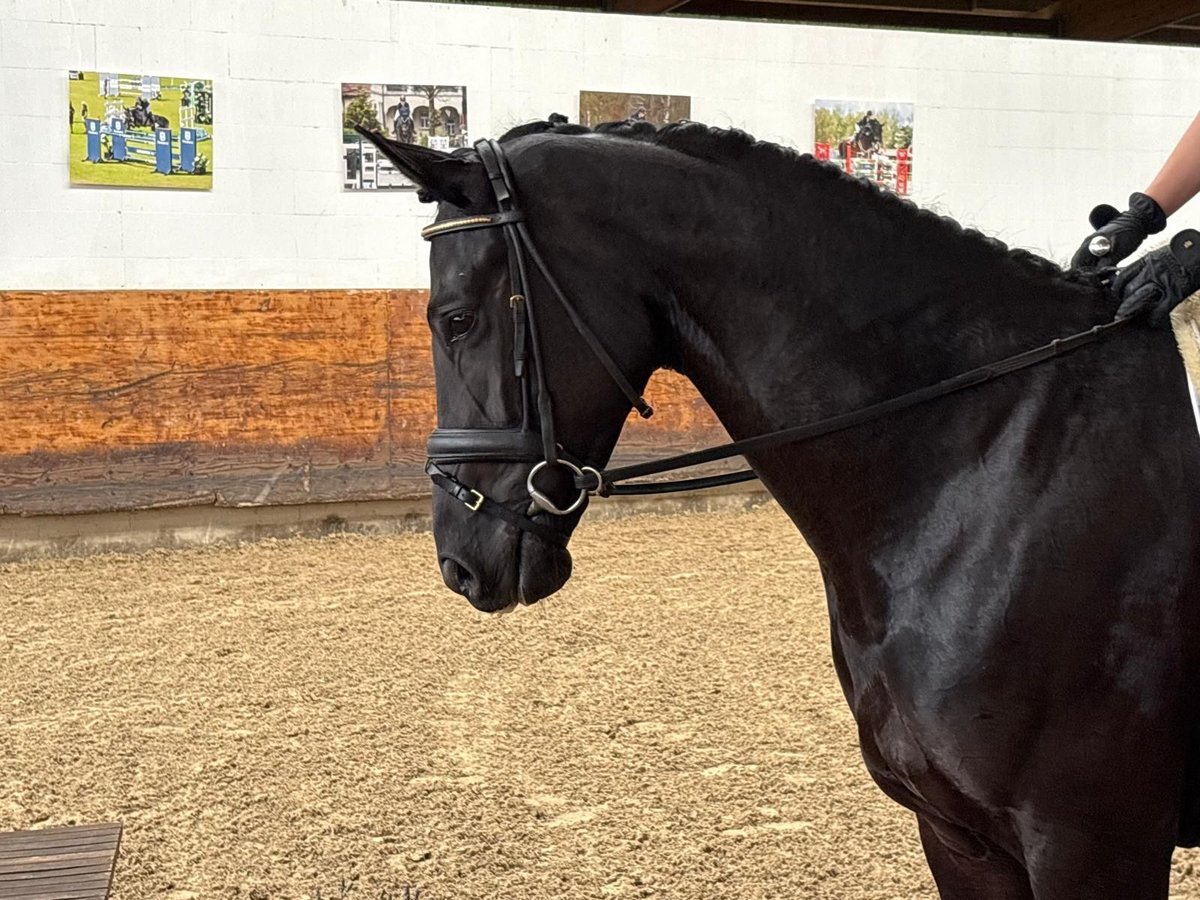 Koń hanowerski Klacz 4 lat 168 cm Kara in Verden (Aller)