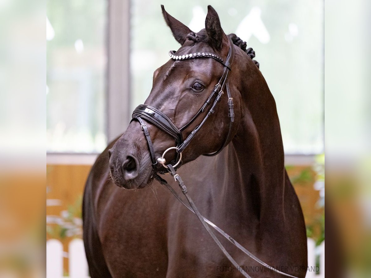 Koń hanowerski Klacz 4 lat 168 cm Kara in Verden