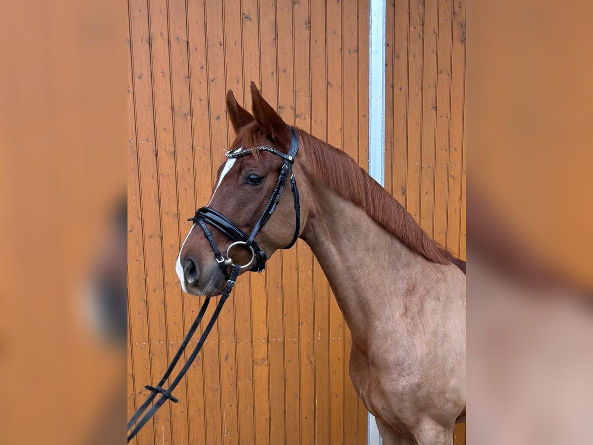 Koń hanowerski Klacz 4 lat 168 cm Kasztanowata in Weil