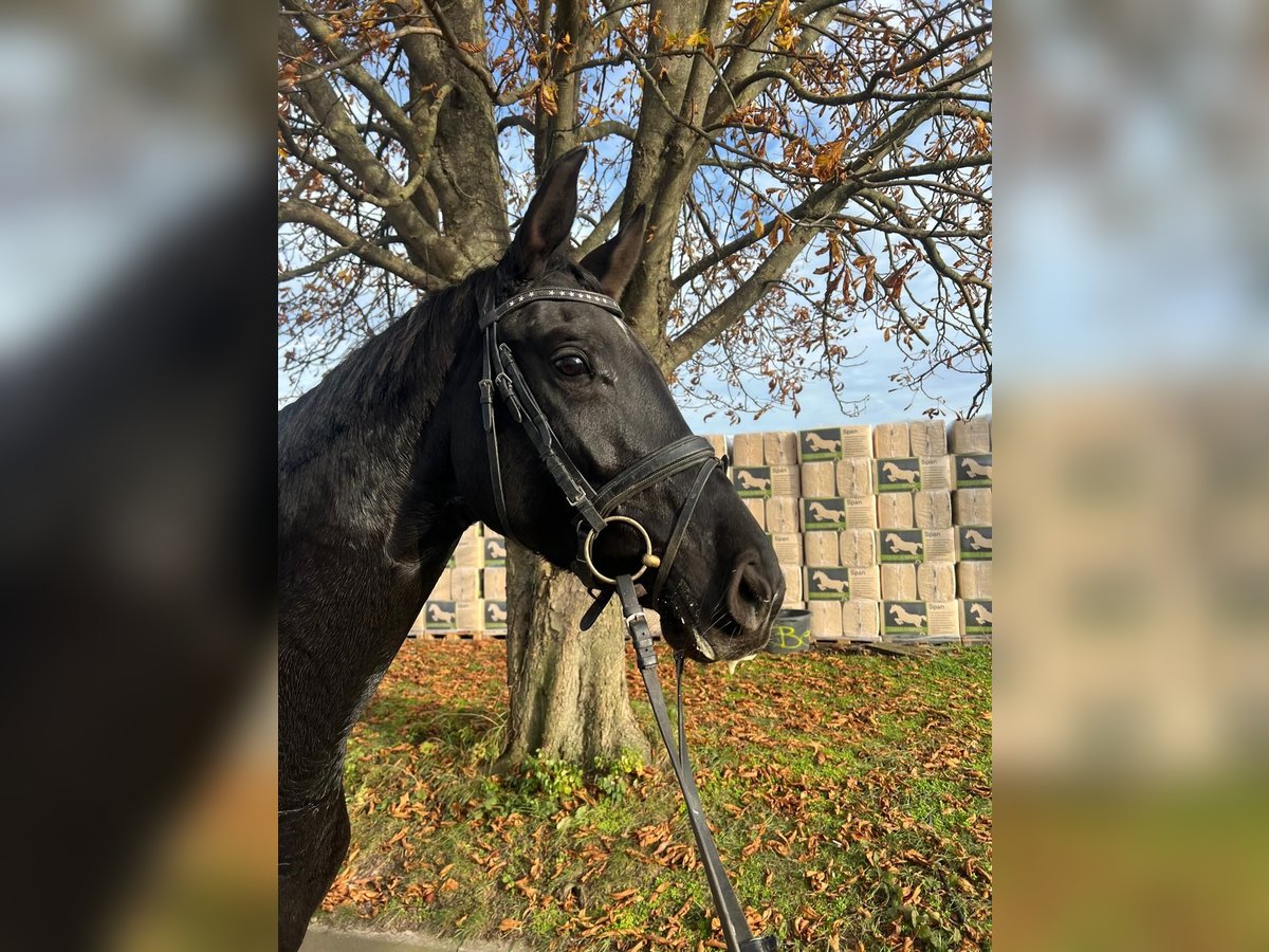 Koń hanowerski Klacz 4 lat 169 cm Kara in Braunsbedra