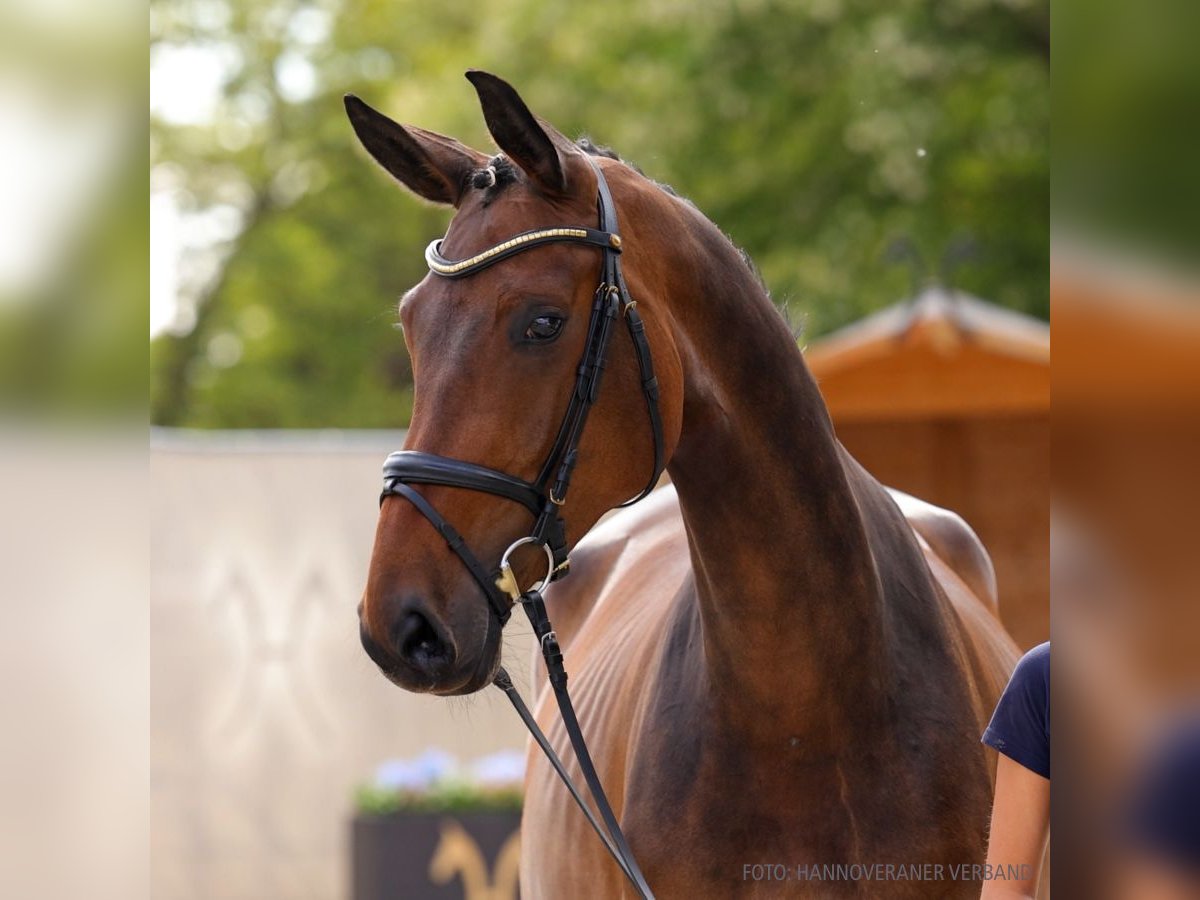 Koń hanowerski Klacz 4 lat 169 cm Siwa in Verden