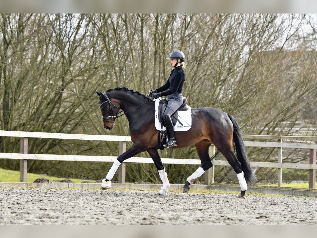 Koń hanowerski Klacz 4 lat 170 cm Ciemnogniada in Freienwill