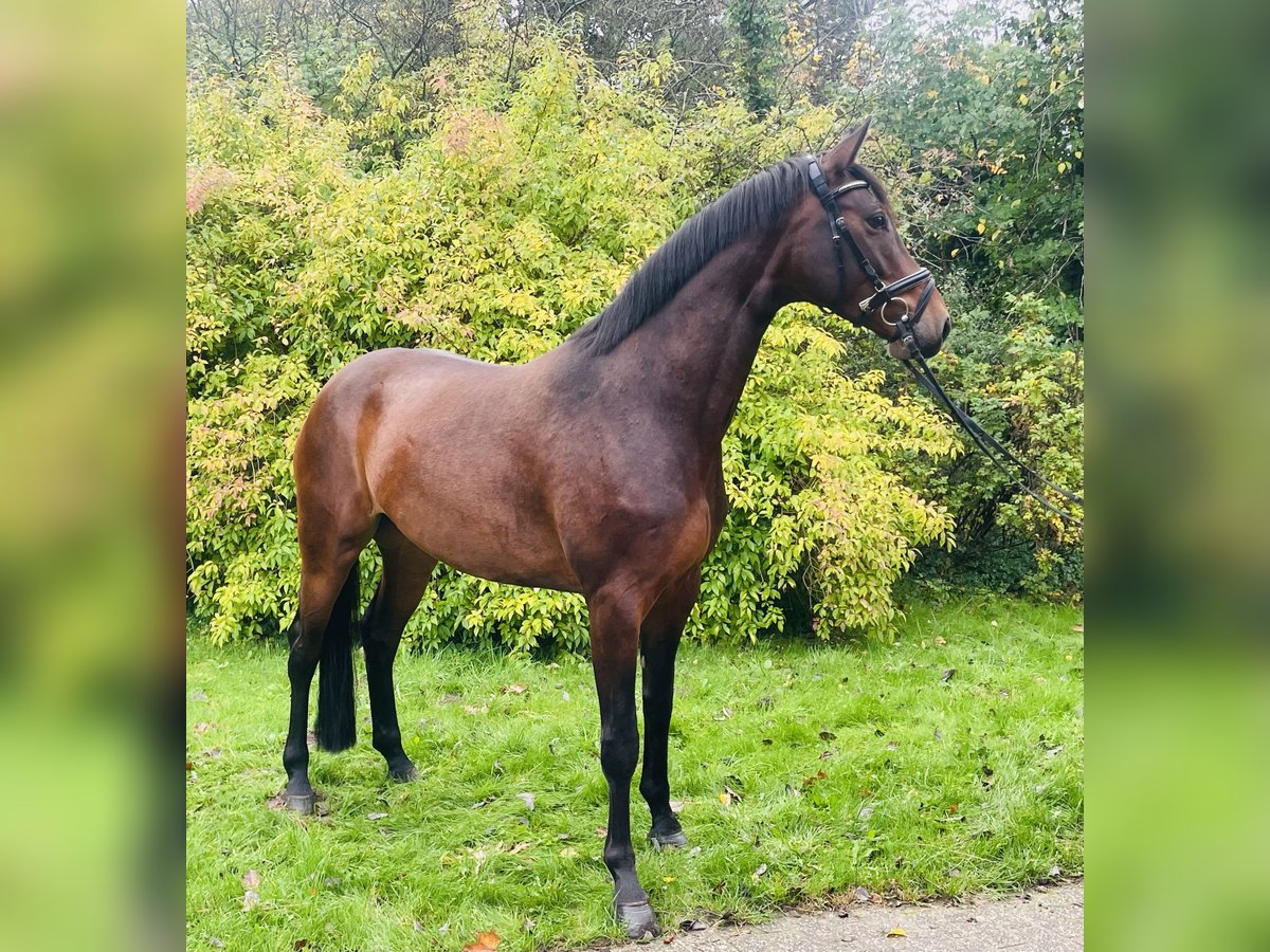 Koń hanowerski Klacz 4 lat 170 cm Gniada in Essen (Oldenburg)