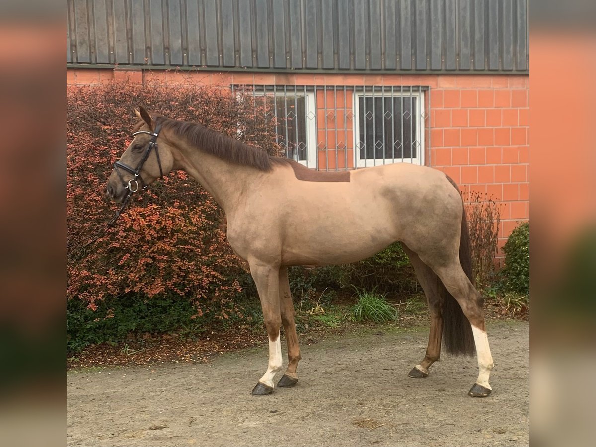 Koń hanowerski Klacz 4 lat 170 cm Kasztanowata in Hepstedt