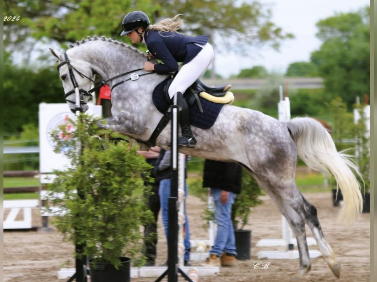 Koń hanowerski Klacz 4 lat 170 cm Siwa jabłkowita in Ladenburg